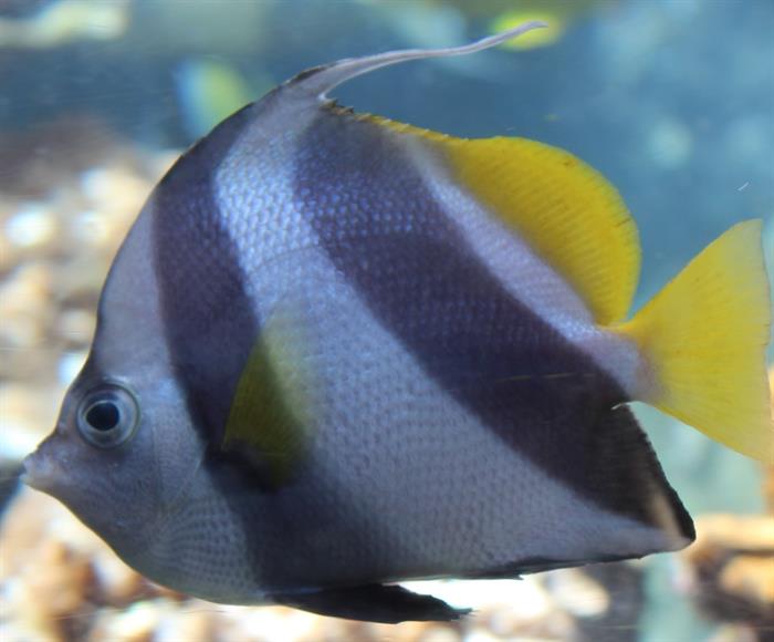 Aquarium Manager Aquaria jobs Home Study Online Training